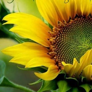 Meet your Posher, Wanda